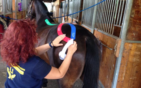 Kinesiologisches Taping fuer Pferde - 1