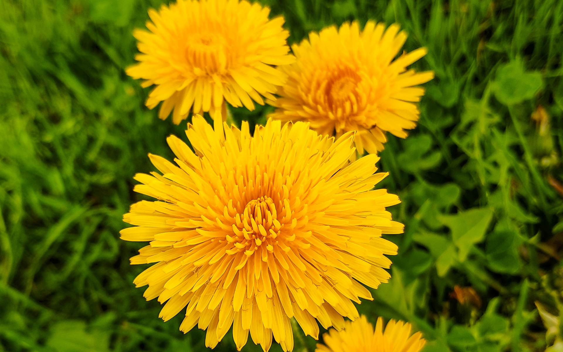 Planzenkunde Löwenzahn (Taraxacum officinale ) tiernaturgesund