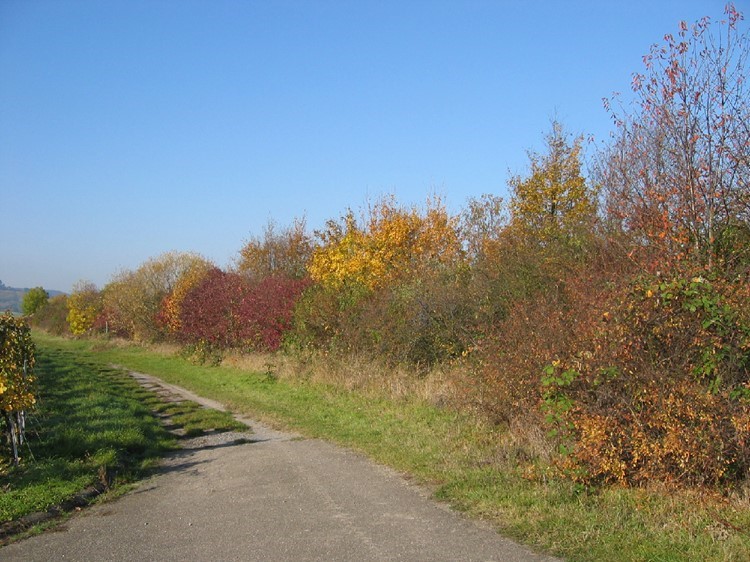 artenreiche feldhecke