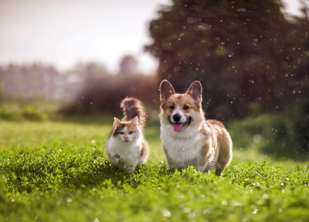 Durchfall bei Hund und Katze