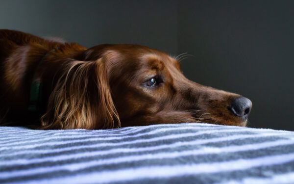 Wie erkennt man Schmerzen beim Hund - tiernaturgesund.de