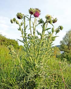 Distel (Carduus nutans)