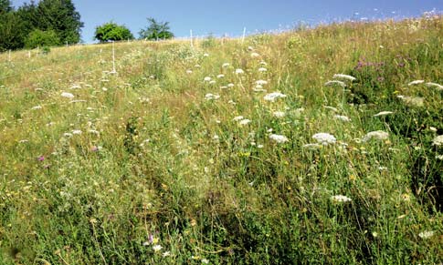 Eine lebendige Weide sorgt für eine ausgewogene Ernährung des Pferdes und pflegt die Artenvielfalt.