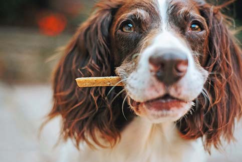 Übergewicht bei Hunden