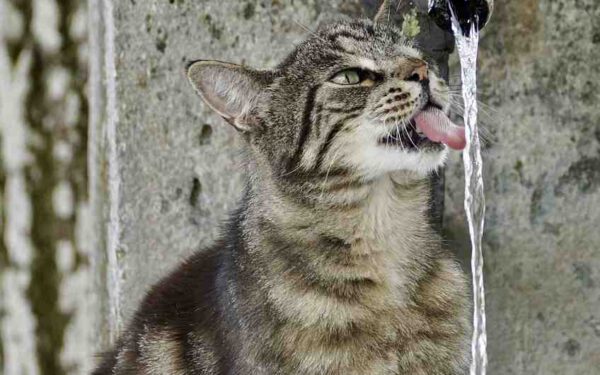 Katze trinkt aus Wasserhahn
