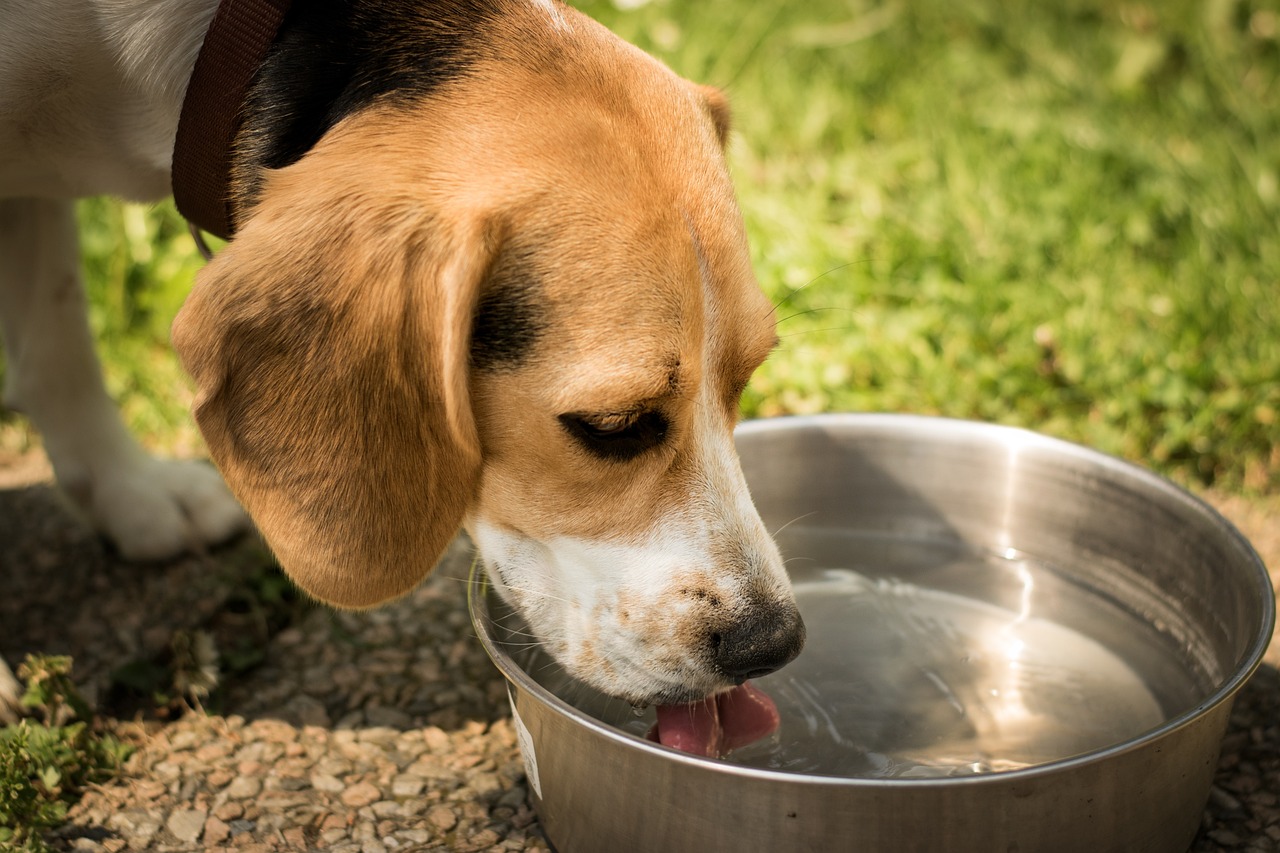 Beagle trinkt aus Wassernapf