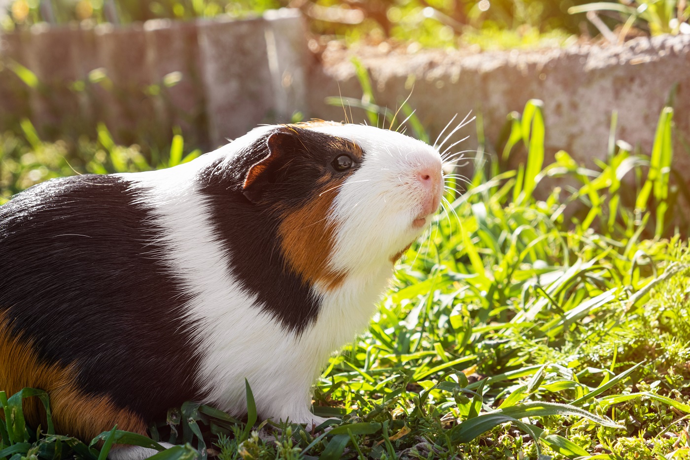 Ernährung beim Meerschweinchen - tiernaturgesund