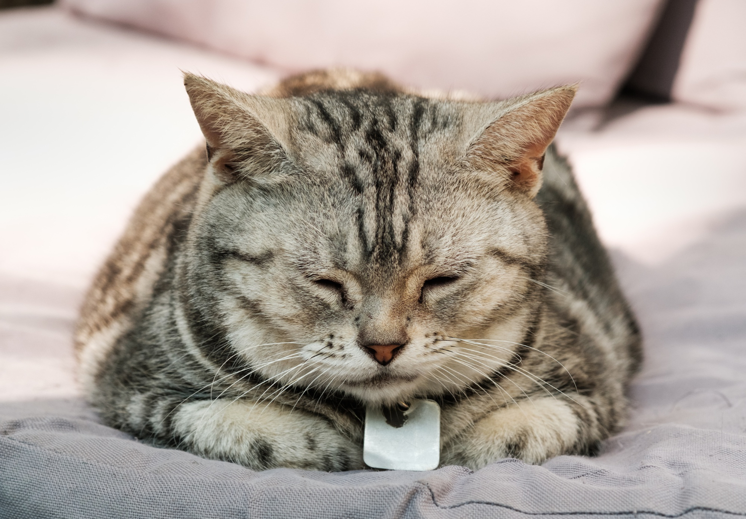 Gastritis bei Tieren - tiernaturgesund.de