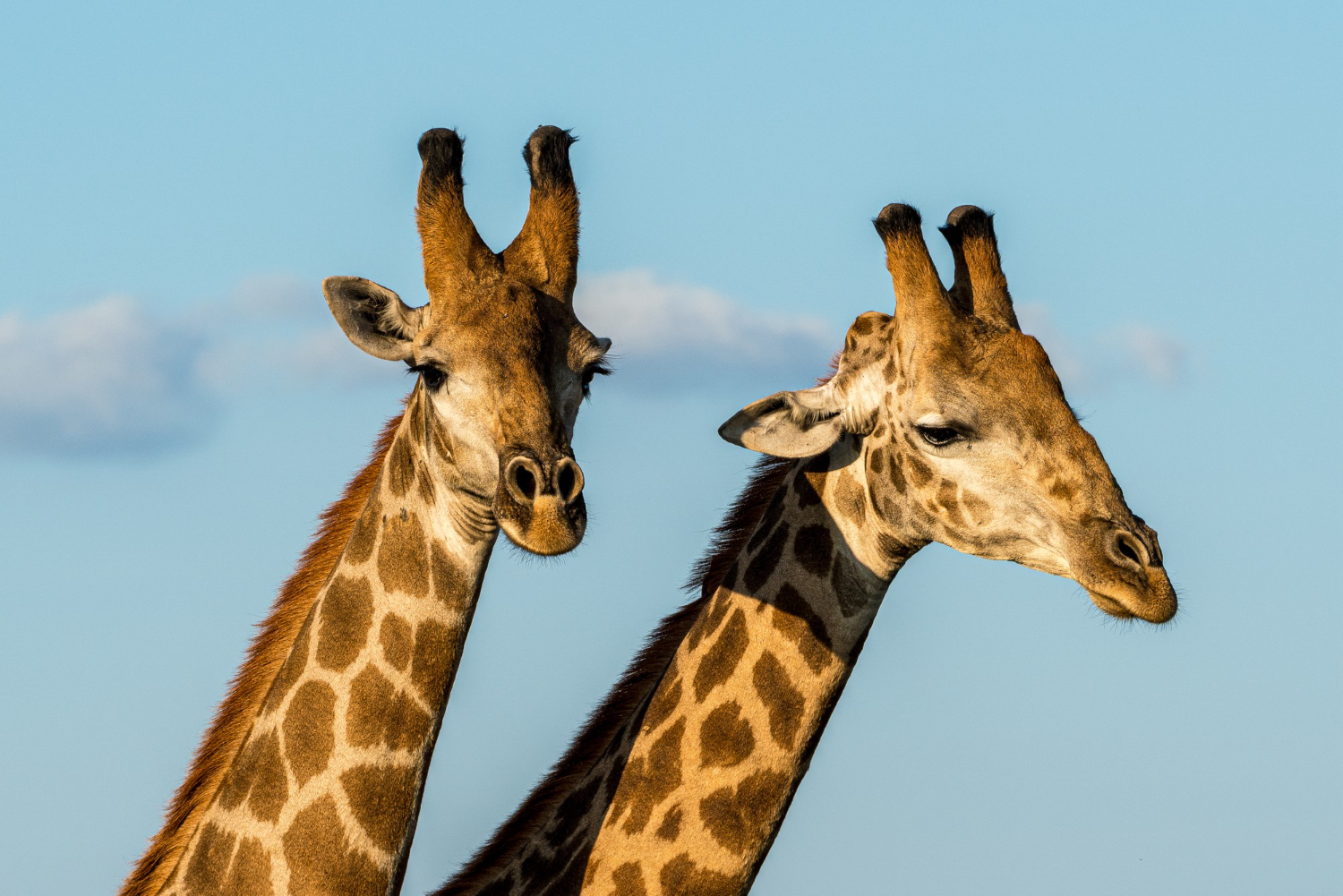 tiernaturgesund.de - Kolloide