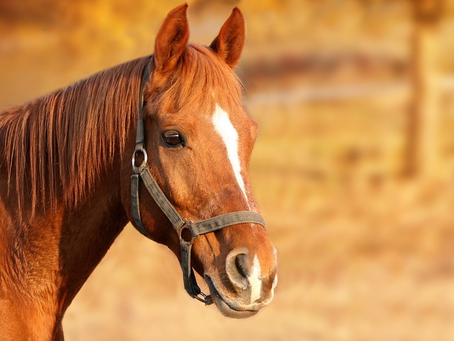 horse-1201143_1280 Chiemsee2016_Pixabay(1)
