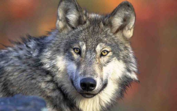 Bild zeigt einen Wolf.