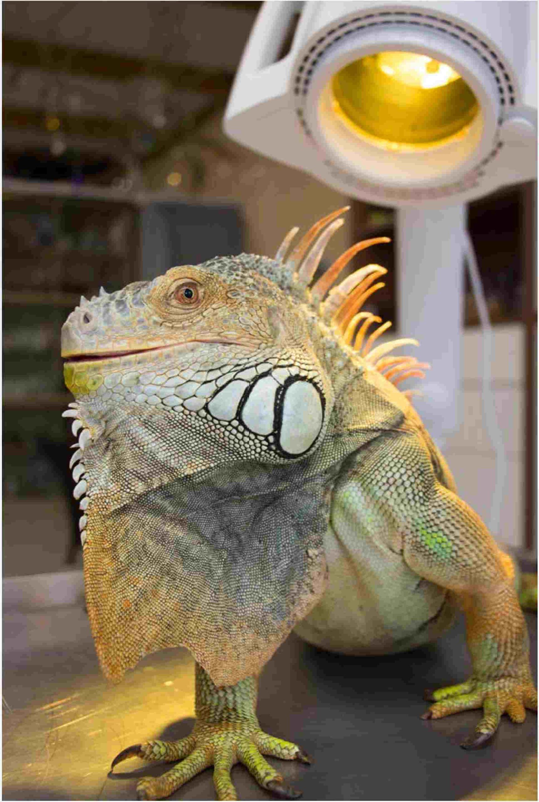 Kleine Echse unter ener Lampe