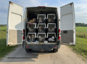 Hundewelpen in Käfigen im Transporter