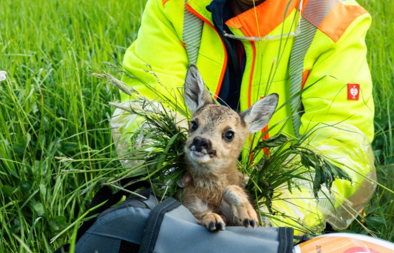 Dieses Rehkitz wurde vor den Mähmaschinen gerettet. Copyright: Wir retten Rehkitze e.V.