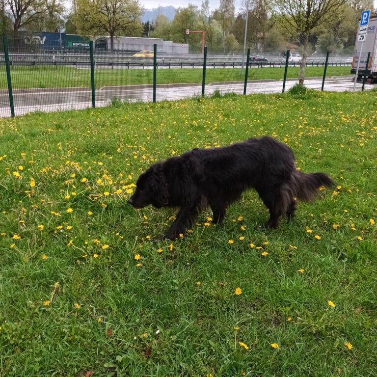 Großer langhaariger schwarzer Hund auf eingezäunter Grünfläche an der Autobahn.