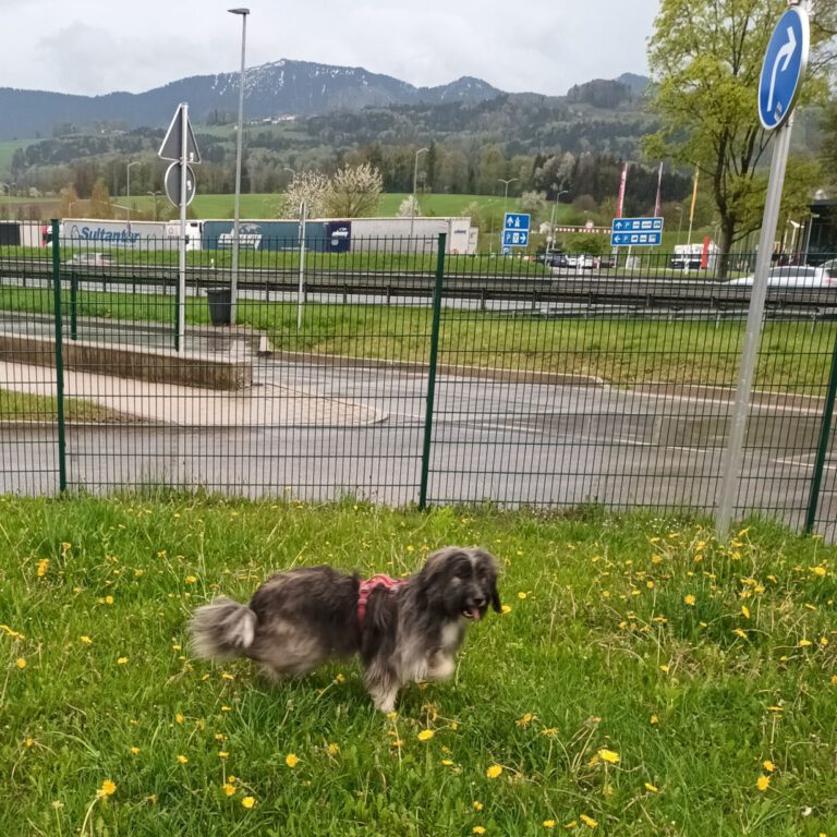 Wuscheliger mittelgroßer Hundemix mit rotem Geschirr auf Freilauffläche an der Autobahn.